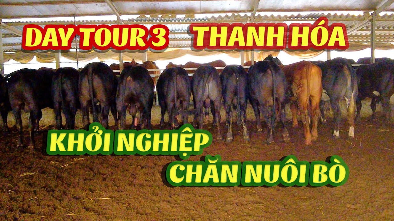 |HLT Tour Day 3| Hỗ Trợ Các Trại Ở Thanh Hóa - Những Mô Hình Mới Khởi Nghiệp Chăn Nuôi Bò