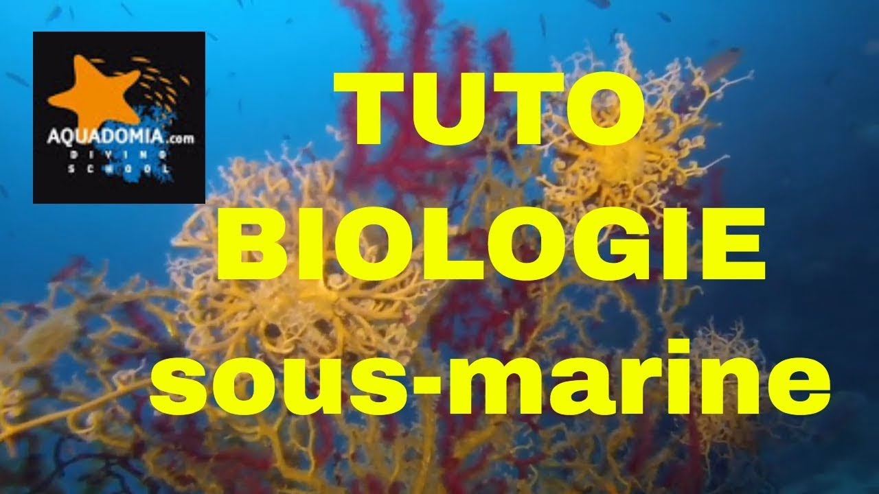 Tuto bio sous-marine - Formation plongée biologie sous-marine