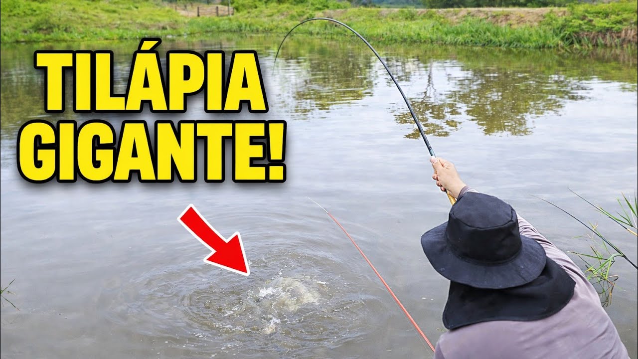 Levei a Esposa e Saiu Tilápia Gigante . pescaria de tilápia selvagem.