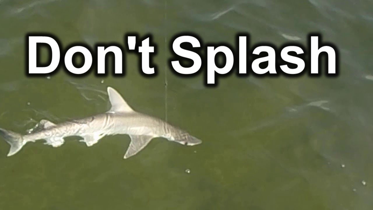 Yes Sharks are attracted to Splashing noises and fast too