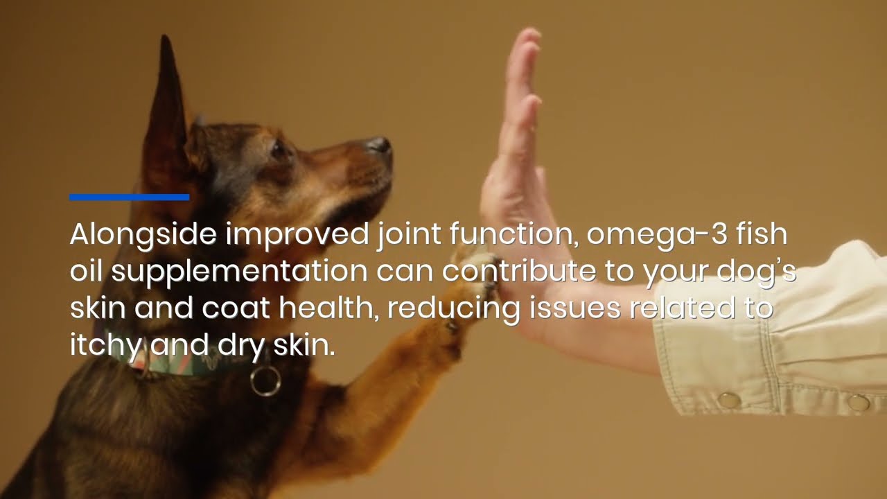 UK Omega 3 Fish Oil For Dogs Best Supplements For Improved Skin & Coat Health