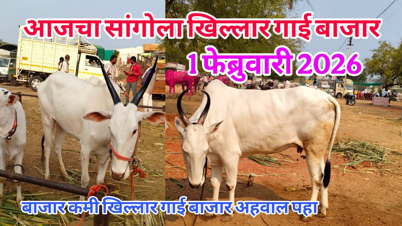 आजचा सांगोला खिल्लार गाई बाजार 1 फेब्रुवारी2026 #khillar_bajar #खिल्लार_गाई_बाजार #sangola_bazar #co