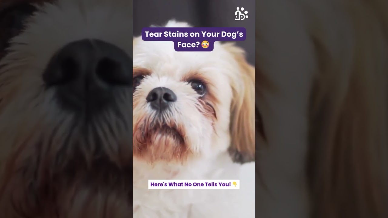 How to Remove Tear Stains in Dogs? | Tear Stains in Dogs 🐶