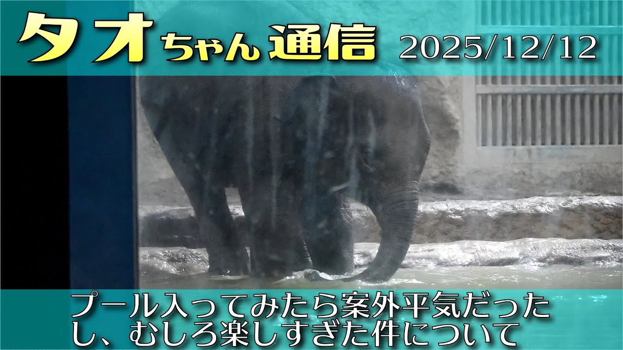 タオちゃん通信 2025/12/12 プール入ってみたら案外平気だったし、むしろ楽しすぎた件について