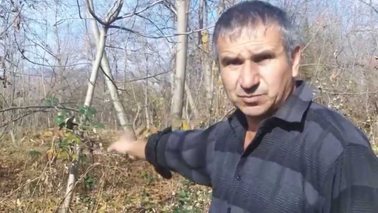 Baş Göynük