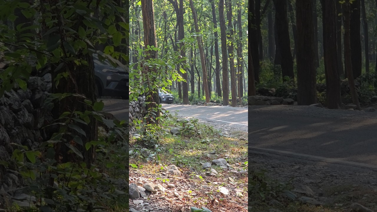 Nexon Pure  Gray: The Color That Killed My Road Presence