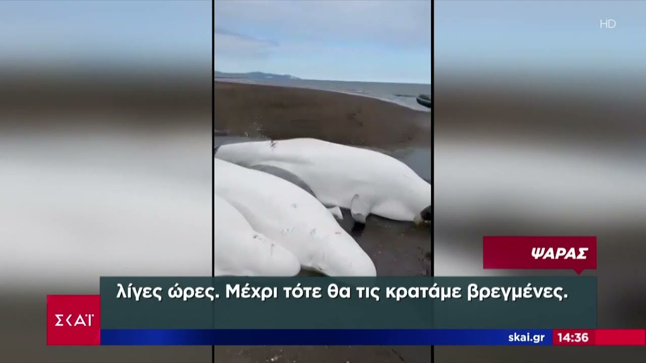 Διεθνή: Ατύχημα σε λούνα παρκ – Σοβαρός τραυματισμός ταυρομάχου – Περιπέτεια για οικογένεια φαλαινών