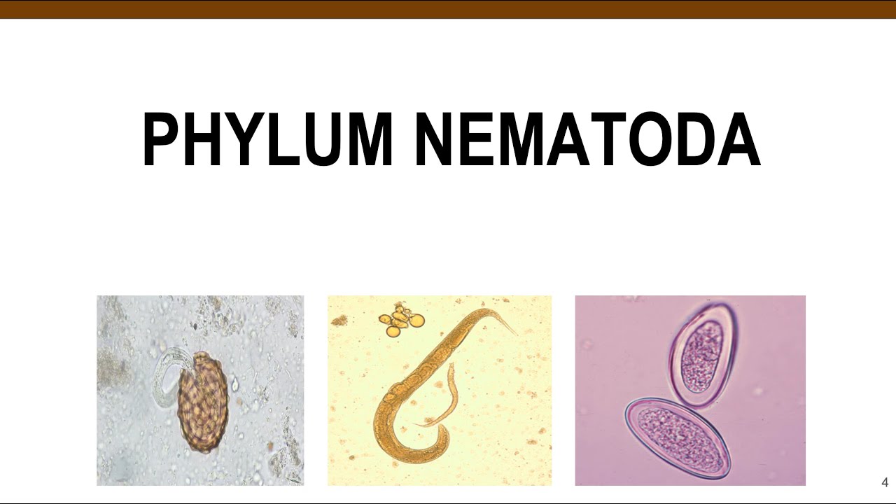 Nematodes