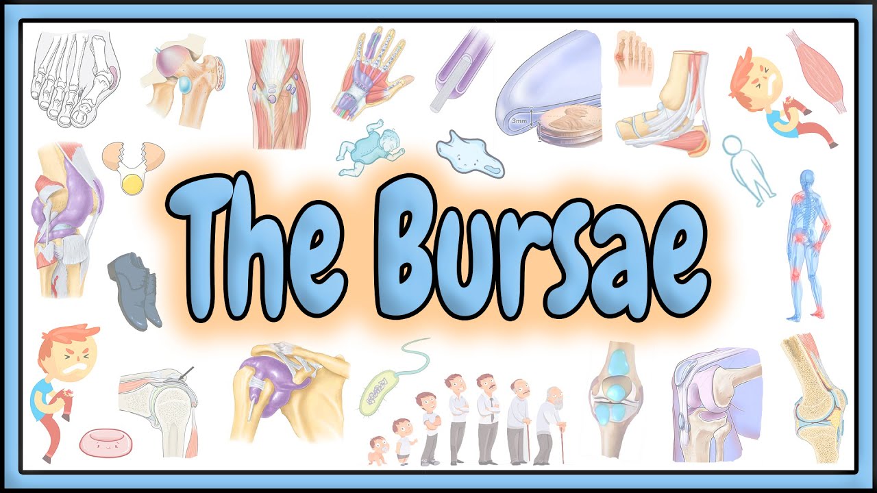 62. The Bursae || Structure - Classifications - Functions