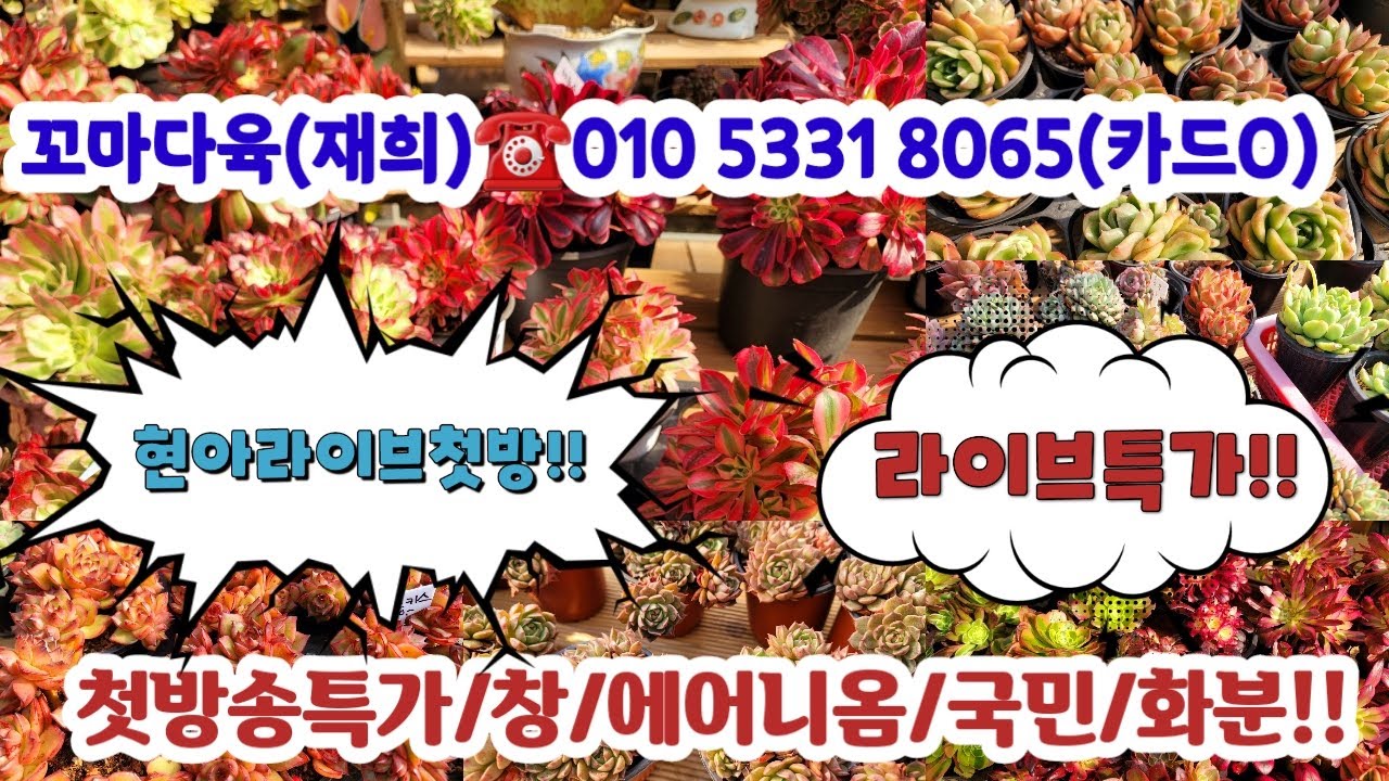 꼬마다육(구 재희)☎️010 5331 8065(카드O) 💗국민/분포/중고분/창/국산수제분 #다육쇼핑#초보다육