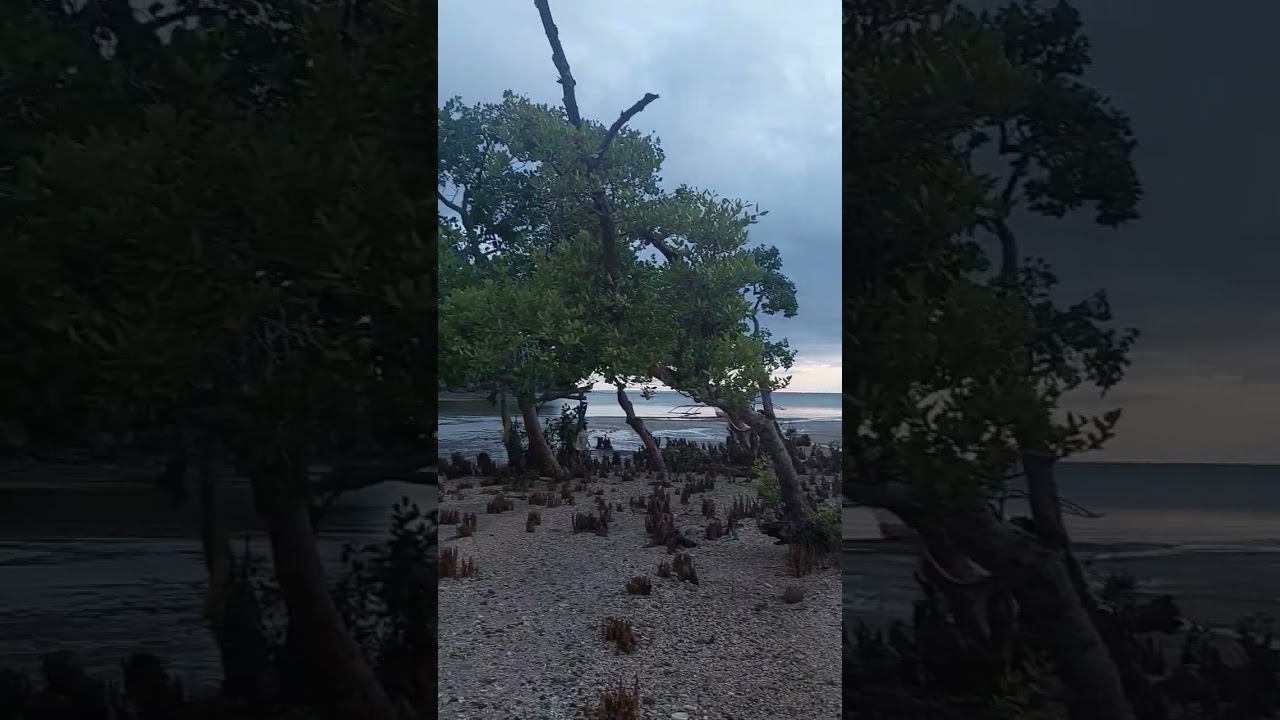 Guards of the shoreline. 