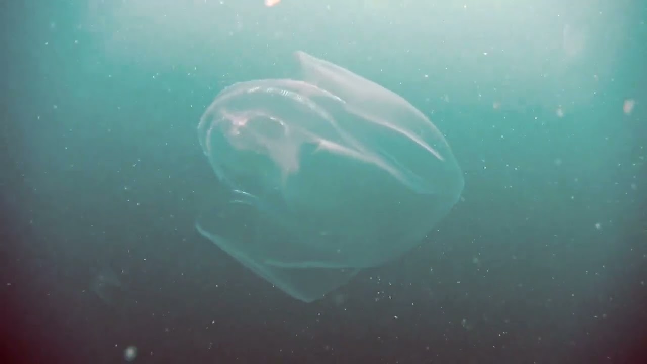 Total Sabah marine life Kota kinabalu 2008 to 2014