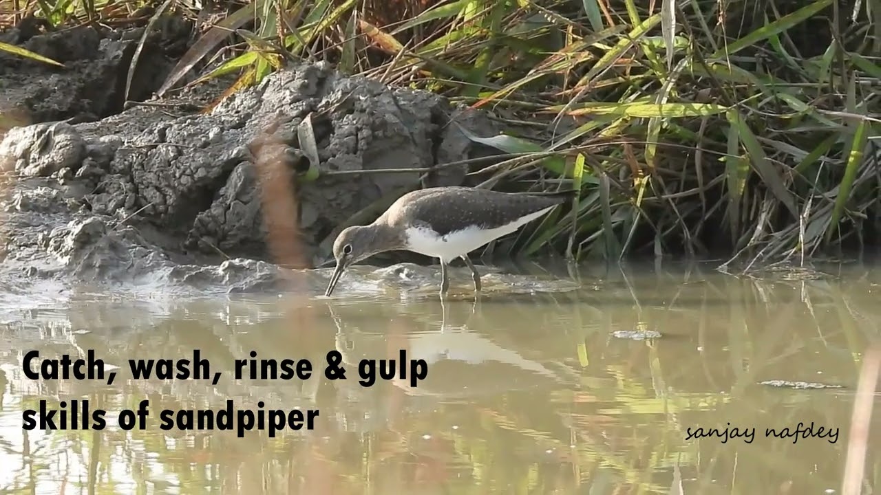 Bird Activity- Sandpipers pickup food near water, method is simple, pickup, wash, rinse & gulp