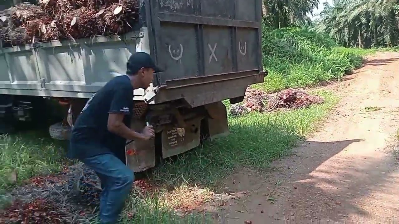 😱Loding buah sawit sawit 04 besar besar