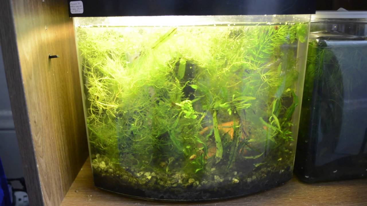 Содержание и разведение карликовых солнечных окуней (Elassoma spp)