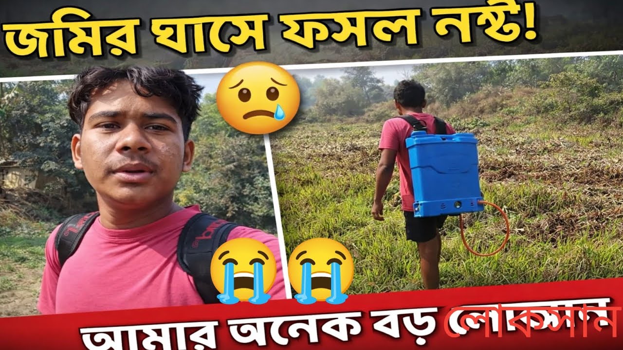 জমির ঘাসে আমাদের অনেক বড়ো লোকসান করে দিল। 