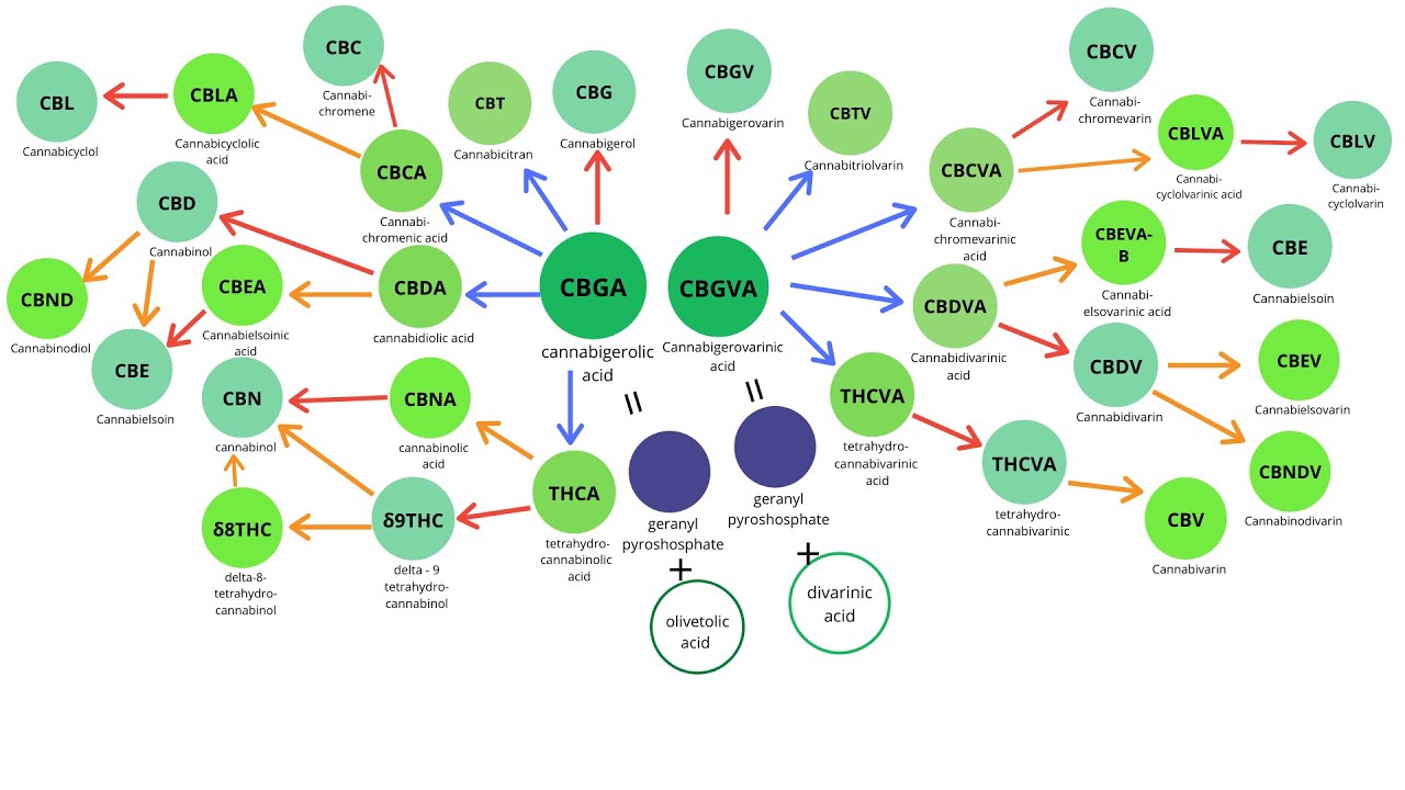 The Pathway of Exogenous Cannabinoids - Understand how Cannabinoids are Made within the Plant