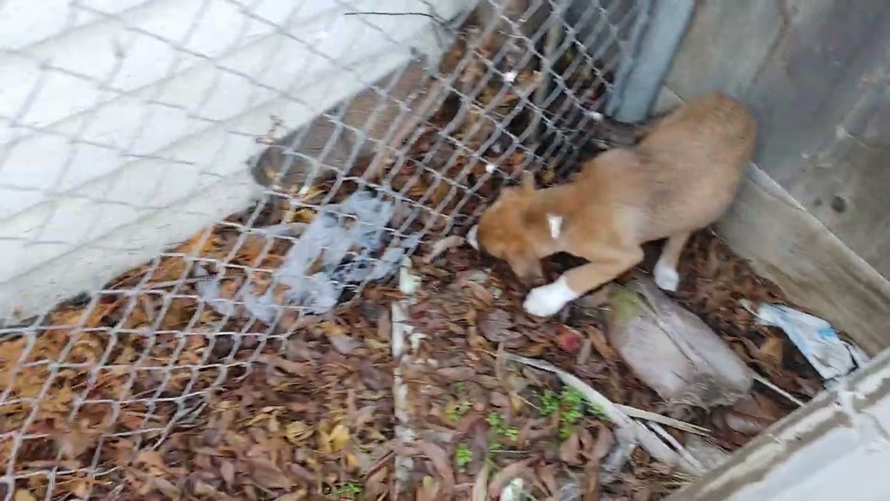 puppy exploring outside