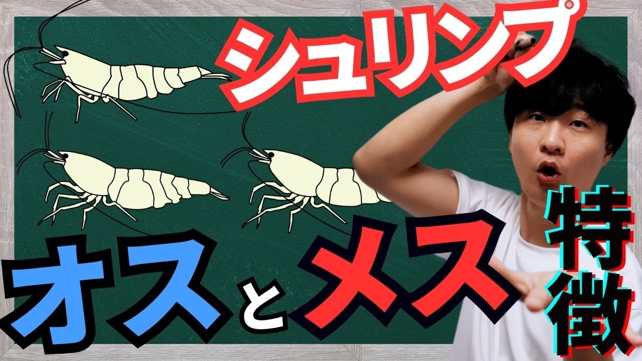 シュリンプ【オスとメスの見分け方】知っておくべき基礎知識！