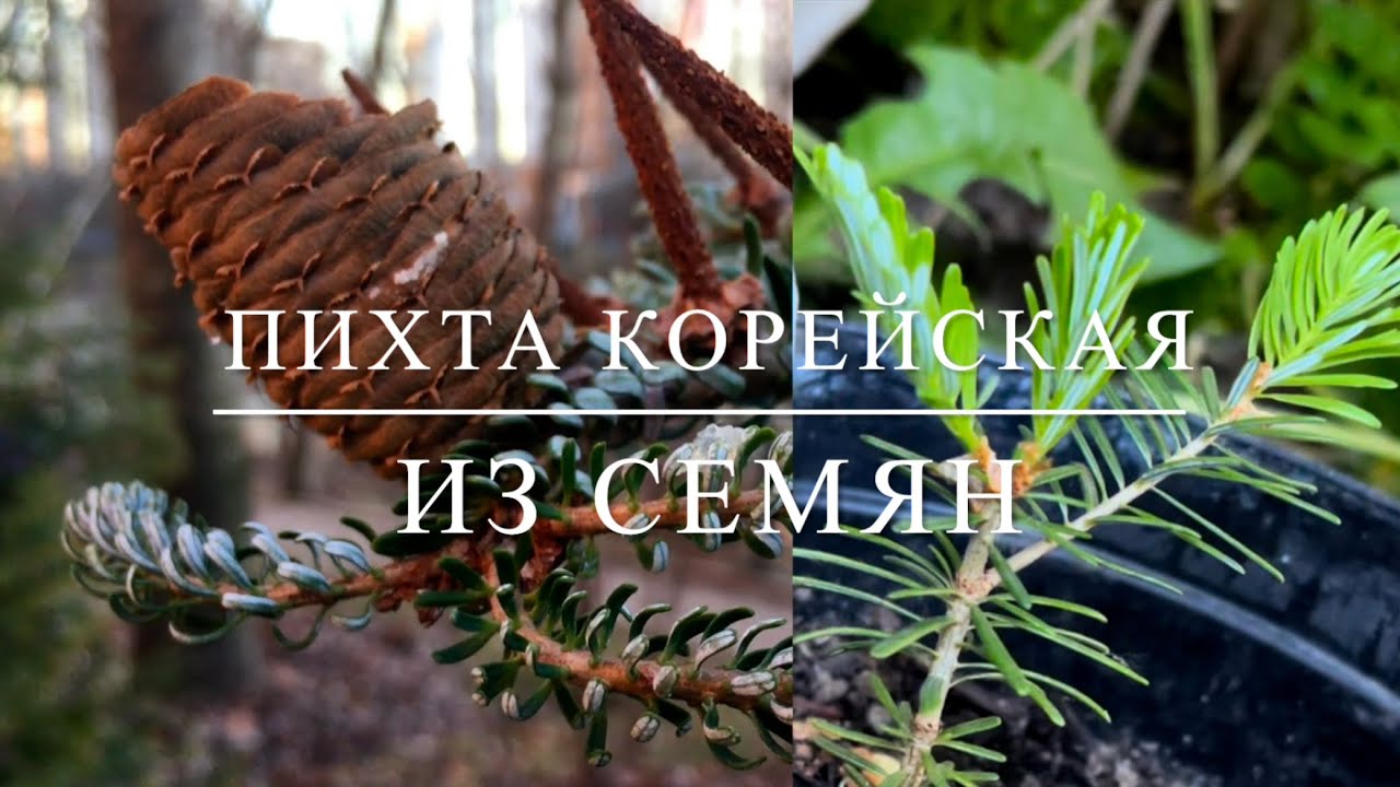 Пихта корейская из семян🌲Часть 1🌲