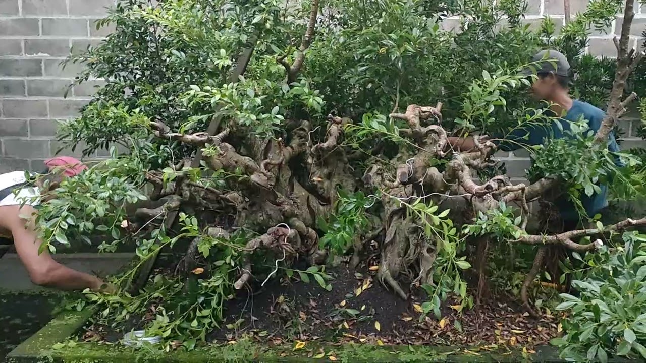 BONSAI KIMENG (FIKUS MIKROKARPA) KERETA KENCANA