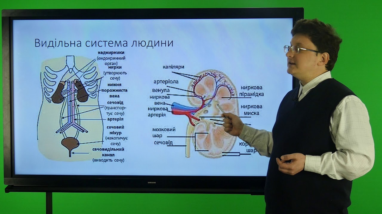 Біологія. 8 клас. Видільна система