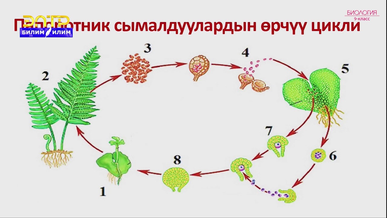 9-класс | Биология | Өсүмдүктөрдө жыныстык клеткалардын жетилиши жана жыныстык көбөйүү