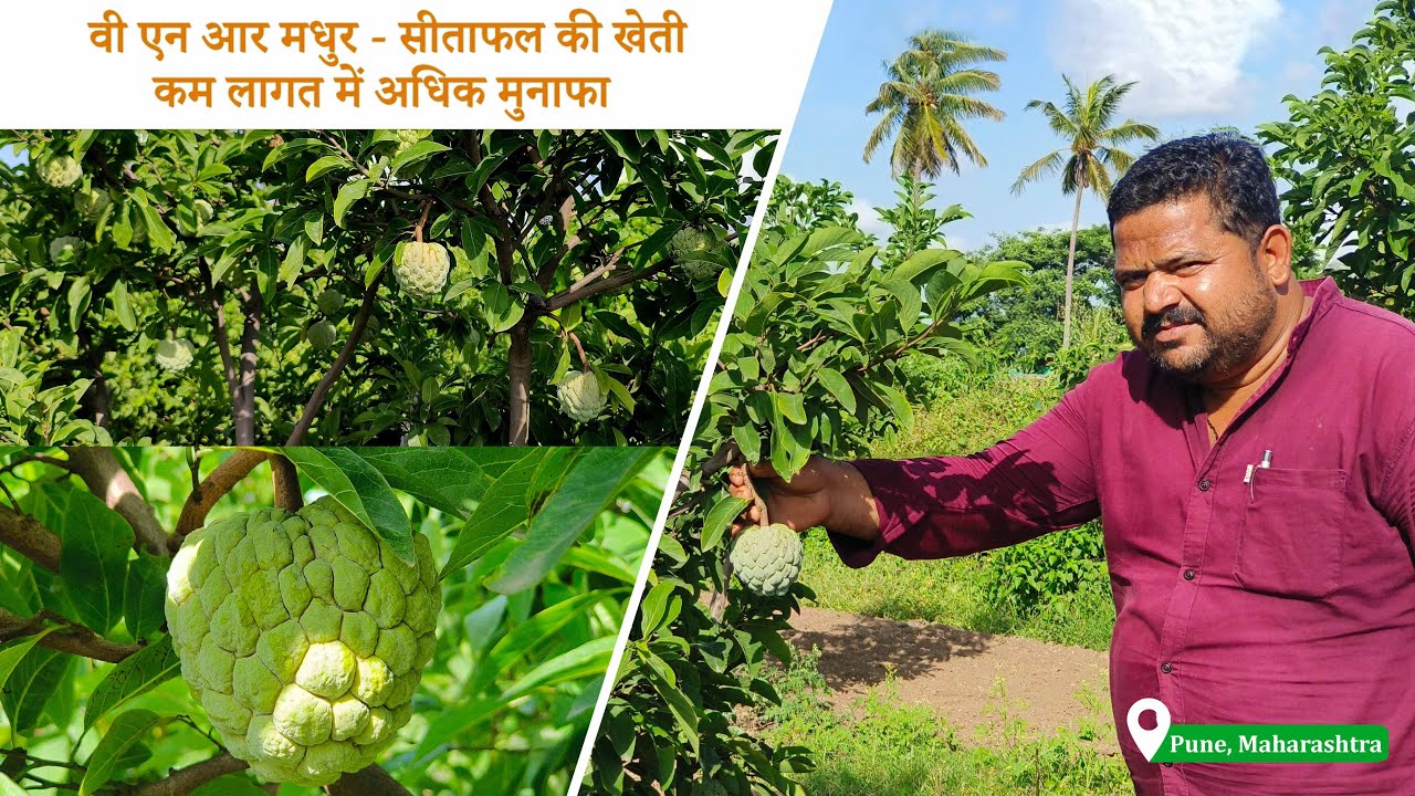 वी एन आर मधुर की सफल खेती / Successful cultivation of VNR Madhur at Daund, Pune, Maharashtra