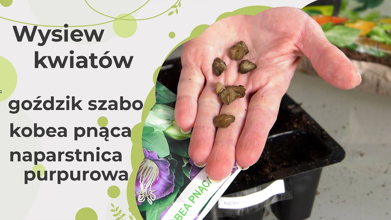 Wysiew kwiatów jednorocznych - kobea pnąca, goździk szabo i naparstnica purpurowa. Kwiaty w ogrodzie