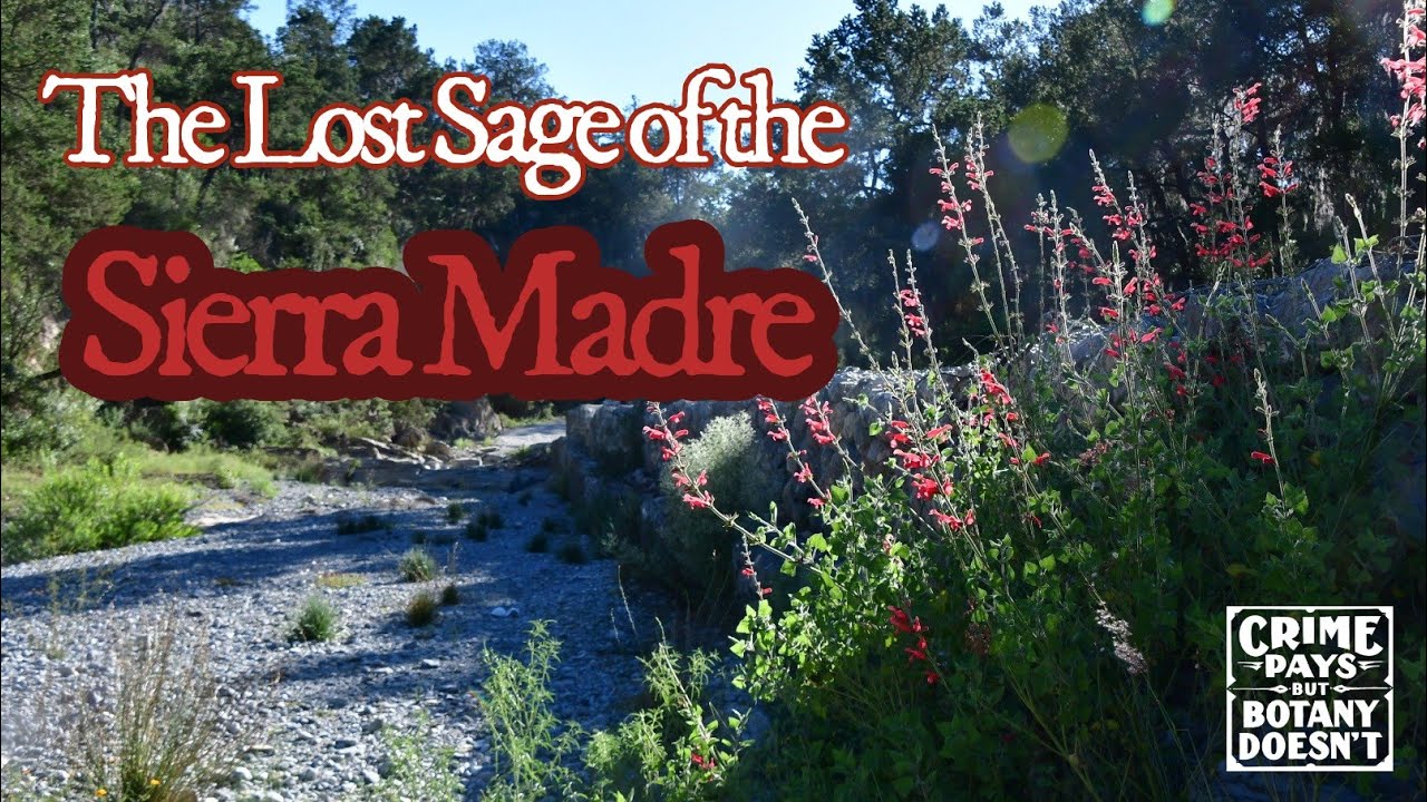 The Lost Sage of the Sierra Madre 