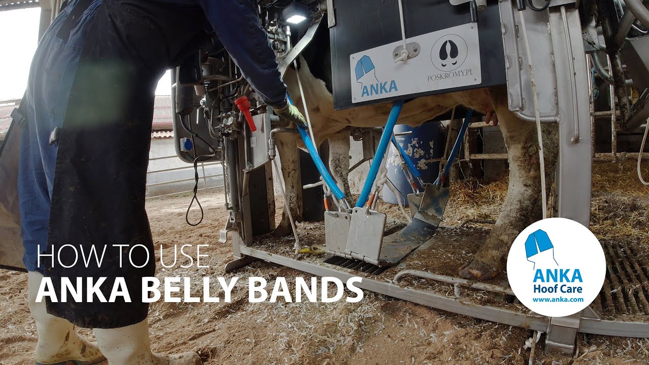 ANKA - How to use ANKA Belly Bands