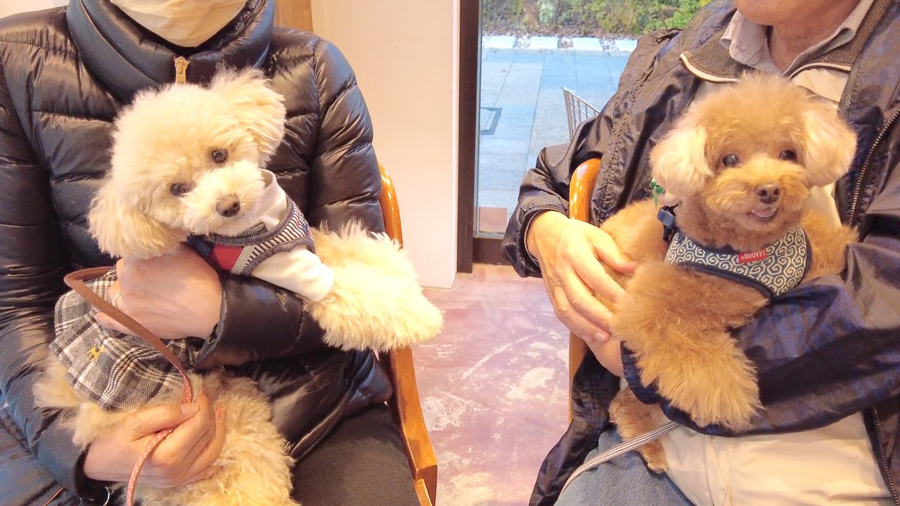 愛犬が大好きなジィジ・バァバと一緒にアウトレットでお買い物してきました！【トイプードル】