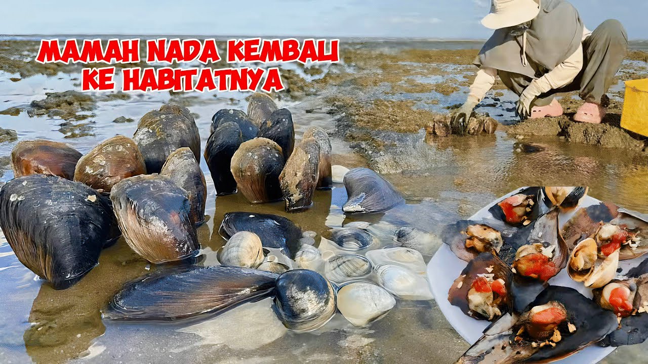 MAMAH NADA KEMBALI KE HABITATNYA DI PANTAI‼️