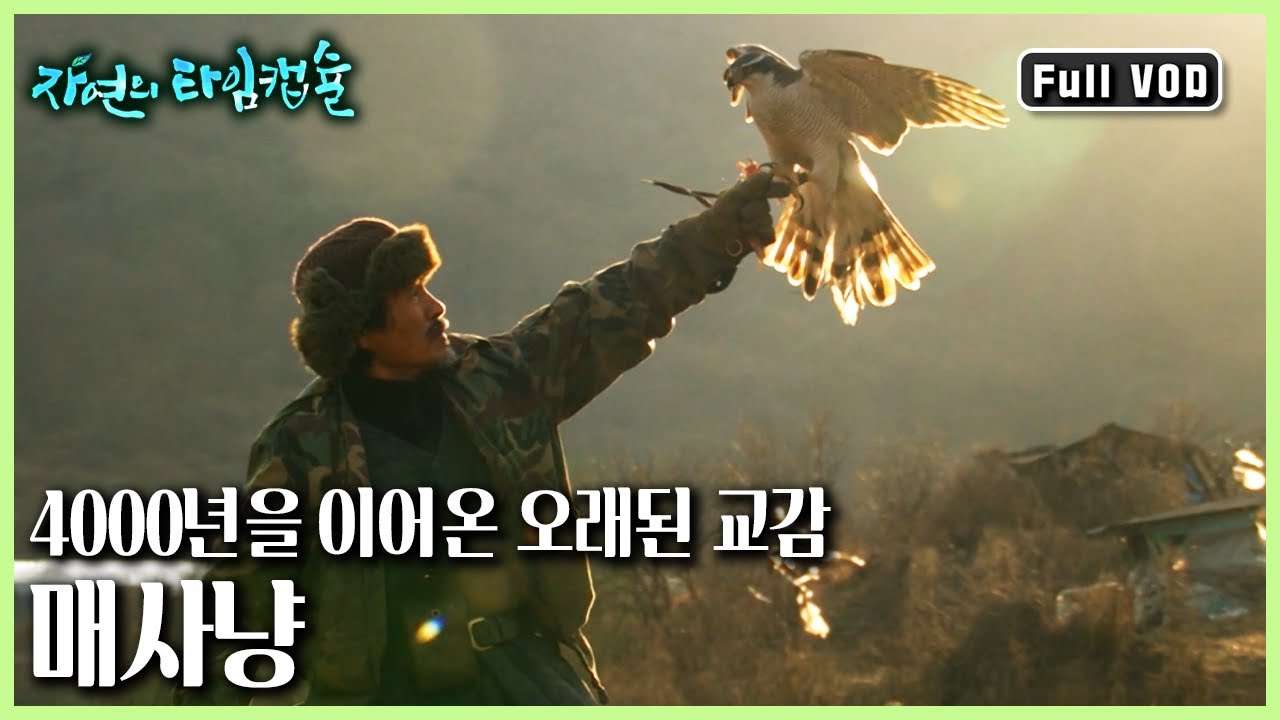 4000년을 이어져온 인간과 매의 동행길 '하늘과 땅의 동행, 매사냥'ㅣ 자연의 타임캡슐 (KBS 20170316 방송)