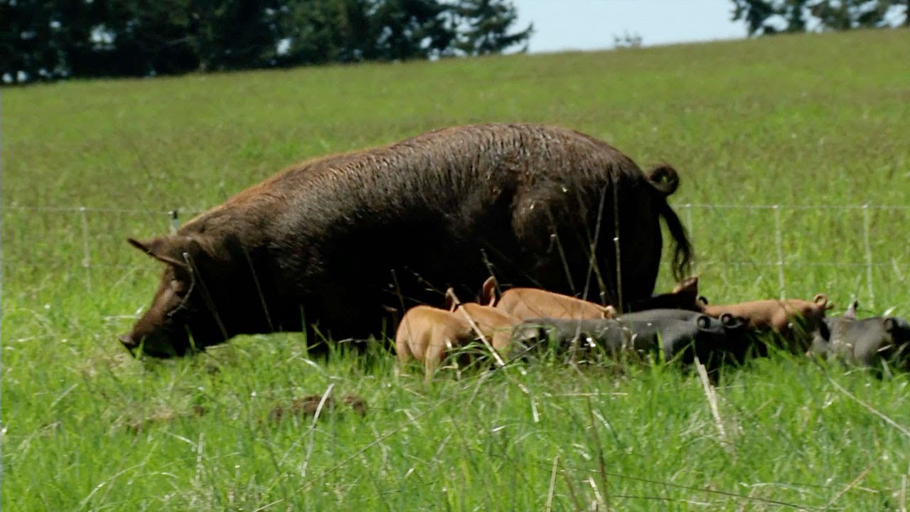 Pastured Pigs: A Journey from Farm to Fork