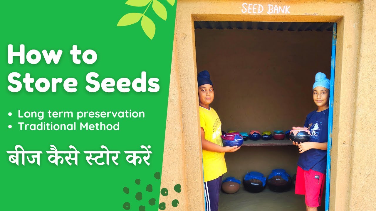 How to Store Seeds at Home | Traditional Method