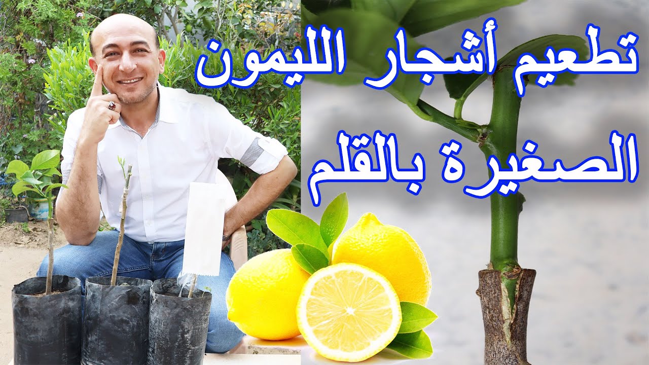 طريقة تطعيم اشجار الليمون الصغيرة بالقلم, Grafting Lemon Trees