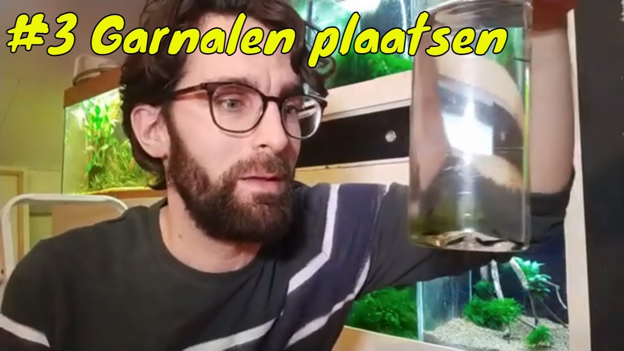 Hoe start je een GARNALEN AQUARIUM op? #3 Garnalen overwennen