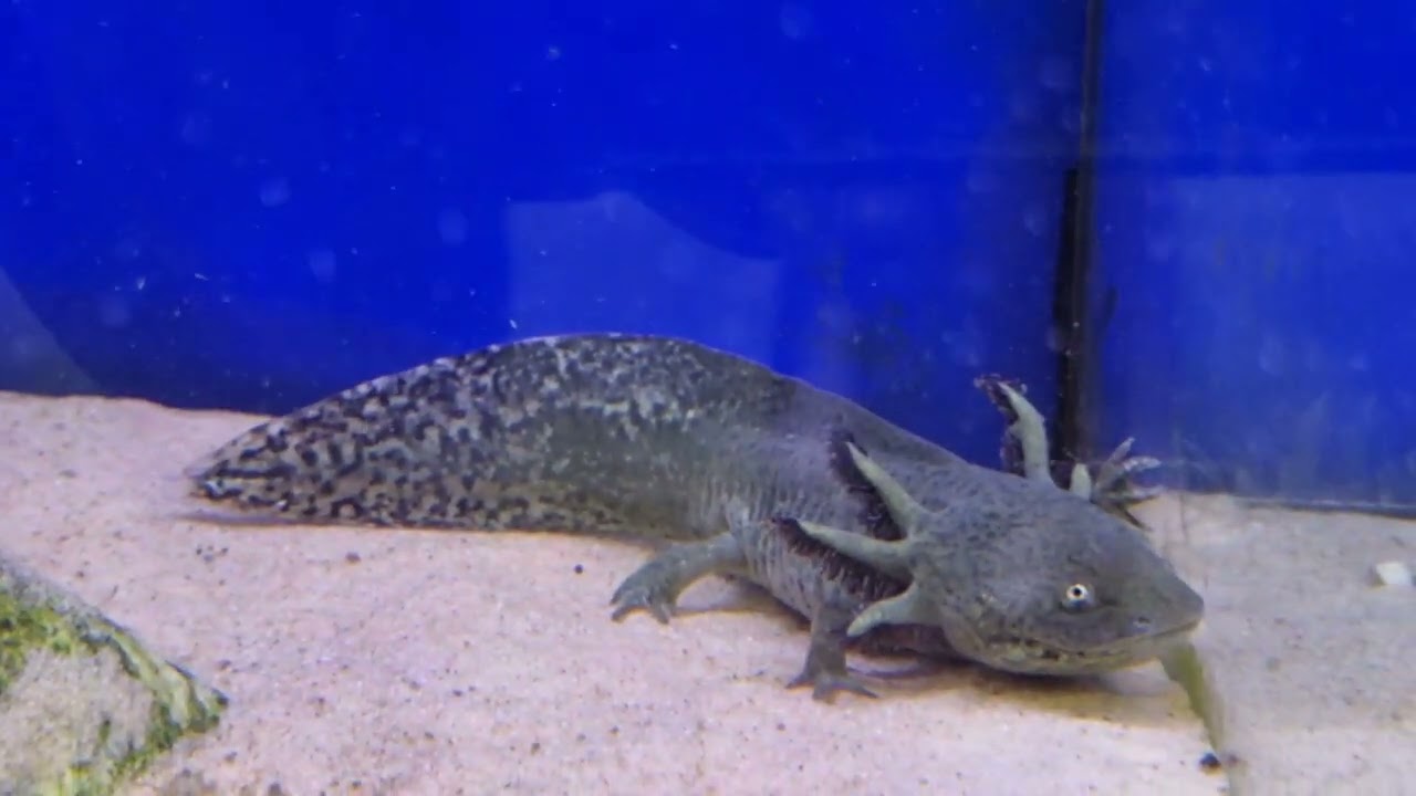 UK Fish Store Tour - Pet, Wildlife and Aquatic Centre, Chessington Garden Centre, London