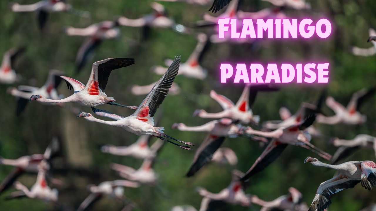 Flamingo Paradise, Pulicat and Navi Mumbai #flamingo #navimumbai #wildlife