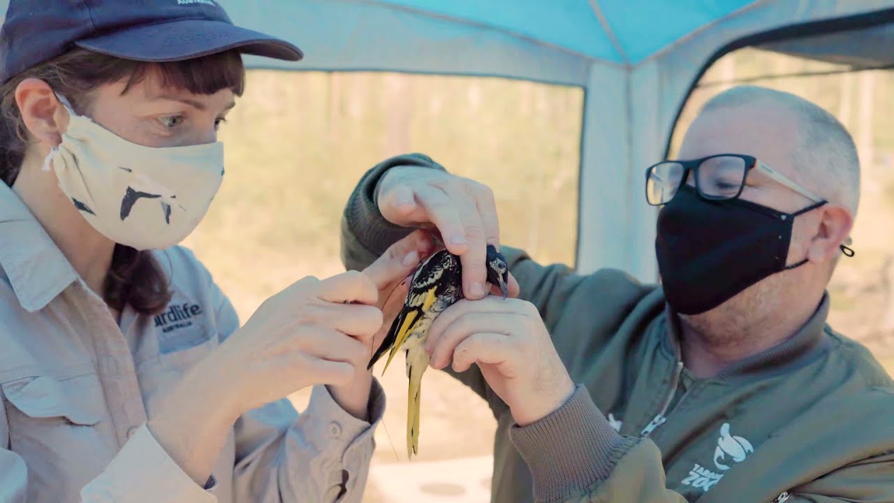 Regent Honeyeater release | The survival of a species