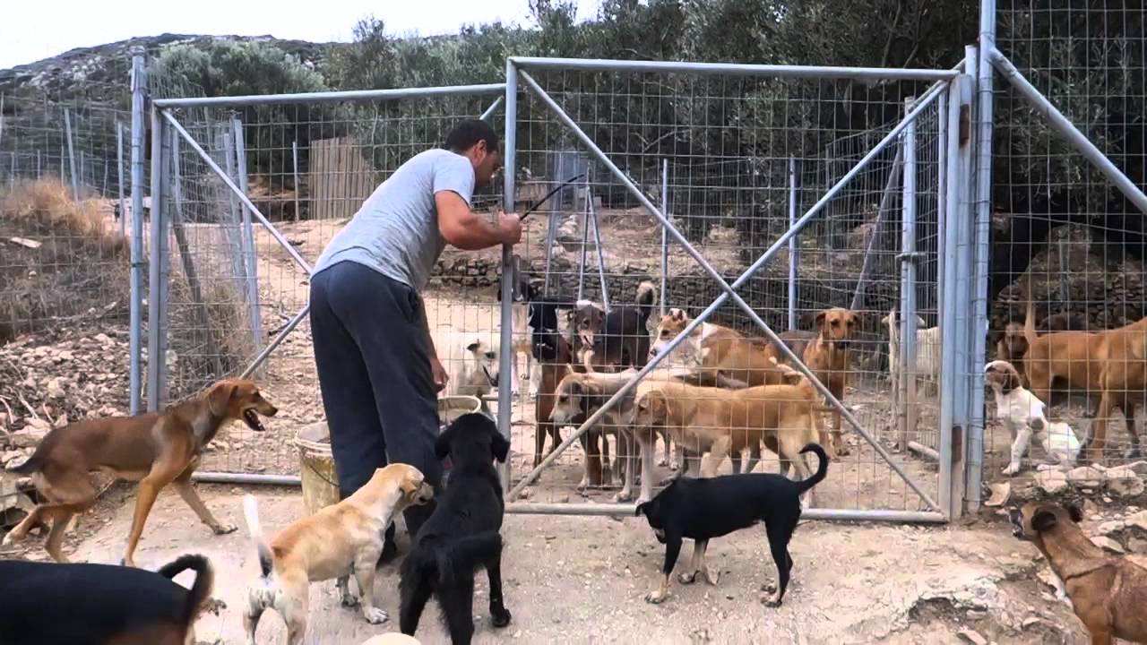 Takis Shelter, a new home for Rex