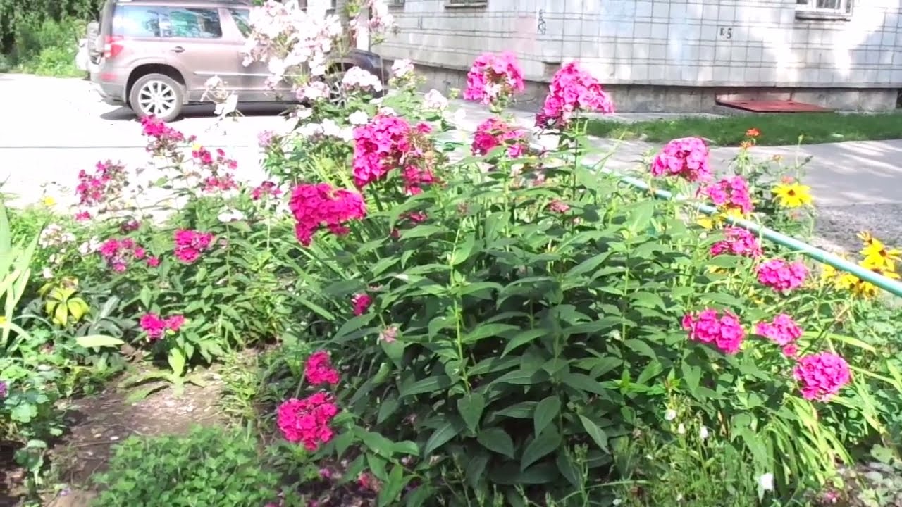 Городские Цветы.  Ансамбль 
