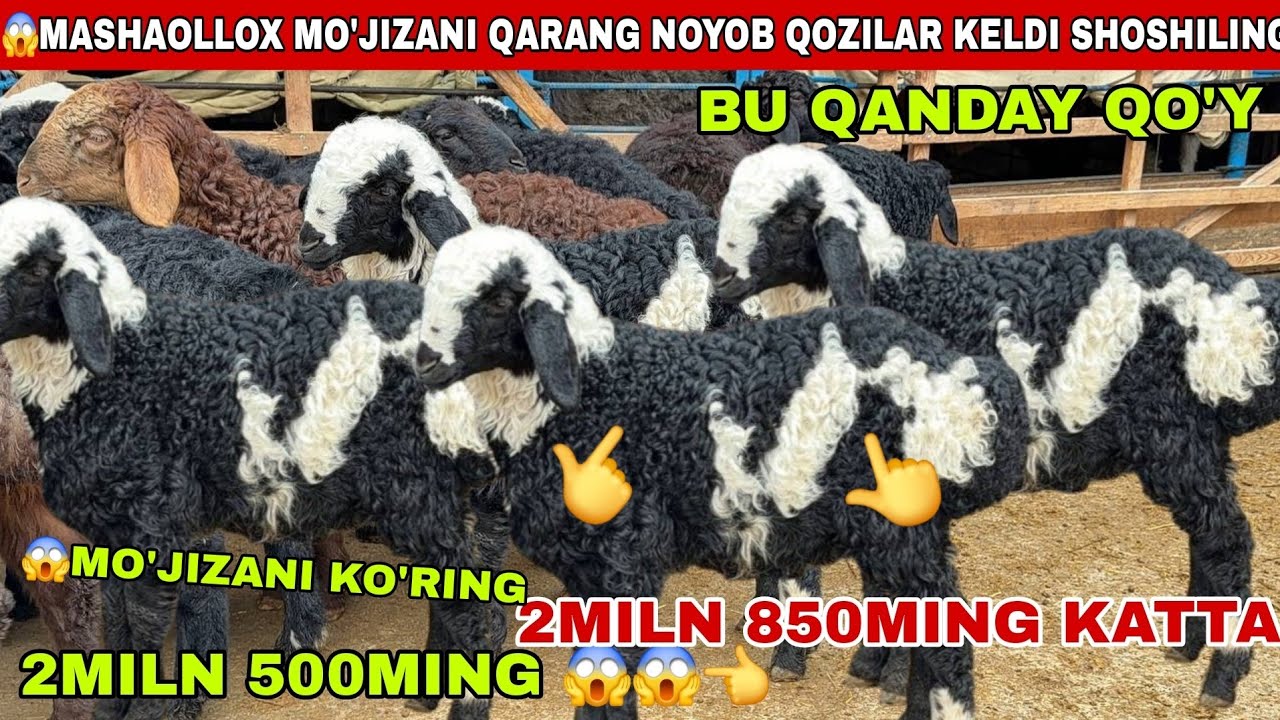 😳Voy dodd 2miln 500ming katta qo’zilar keldi soni kup qo’zi sezon riyalni boshlandi 2miln 850 ming k