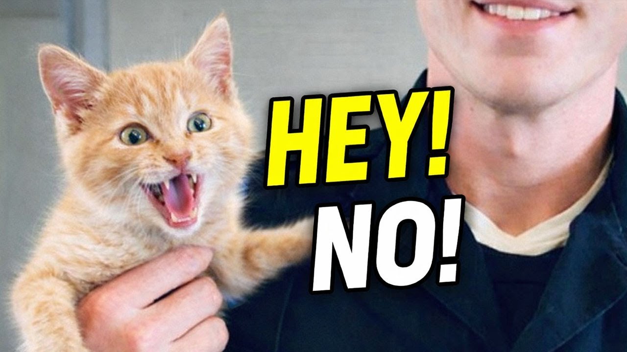 This Cat Got CAUGHT and Started Talking Back 😾🗣️