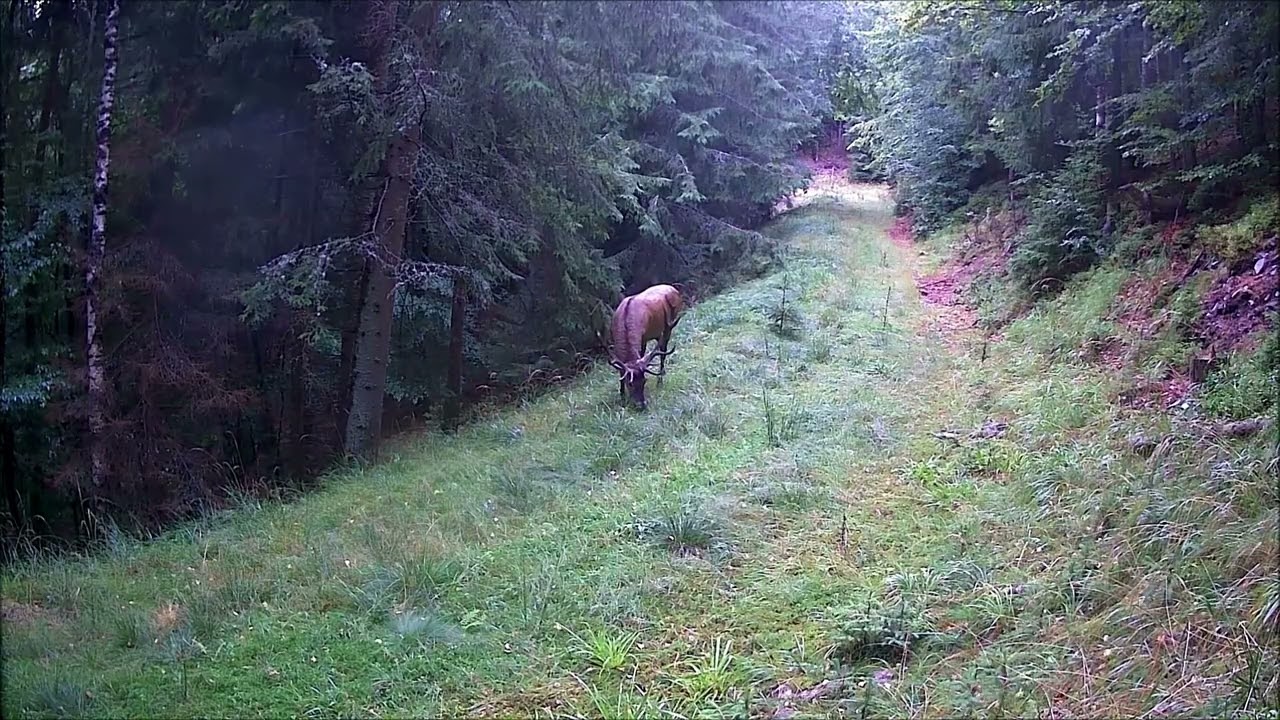 Páni lesa uprostred cesty / Lords of the Forest on the Road
