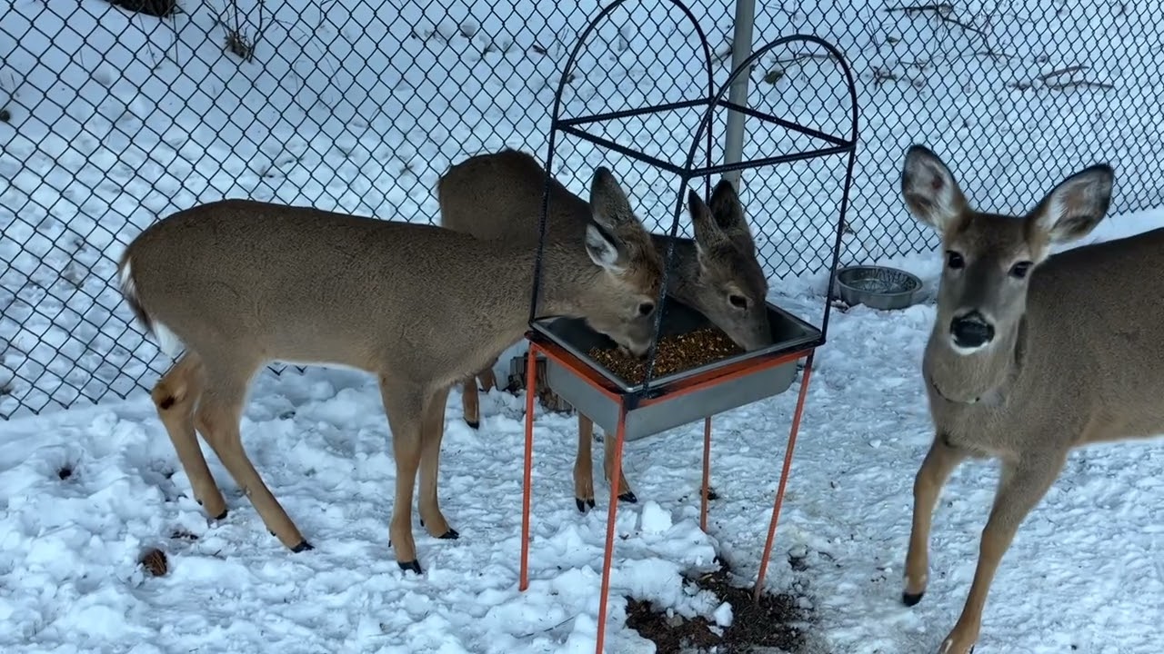 Белохвостые олени получили особые угощения #whitetail @ The Hillbilly Hoarder