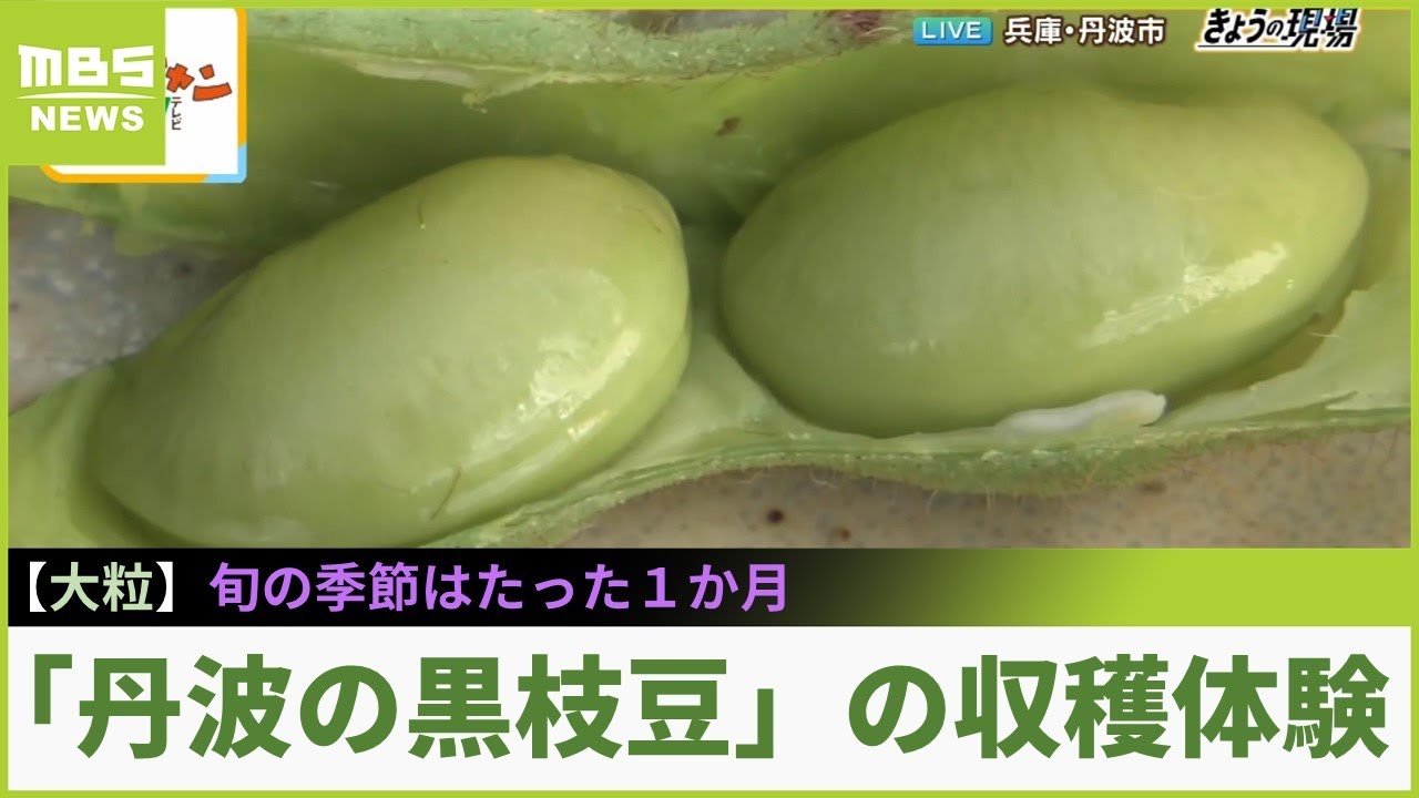 旬はたった１か月！『丹波の黒枝豆』の収穫体験...大粒で甘みのある黒枝豆を定番の「茹で・焼き」で味わう【現場から生中継】（2023年10月12日）