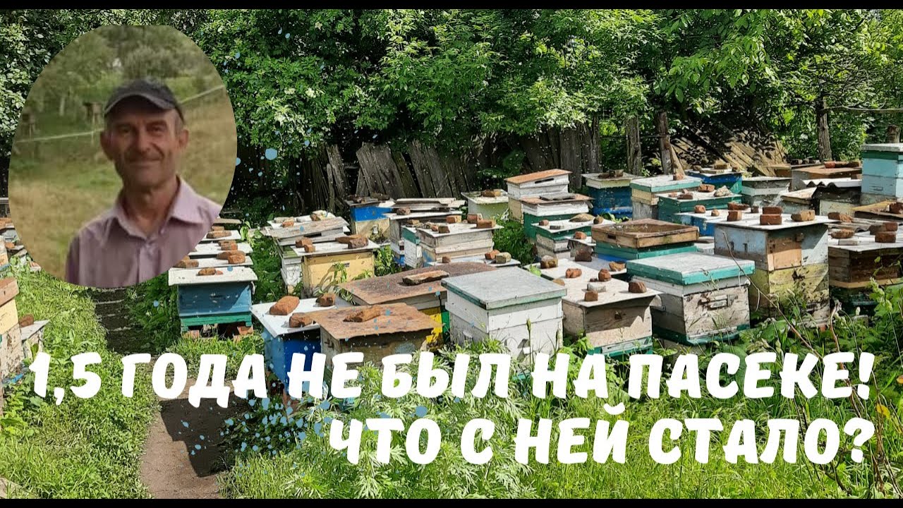 1,5 года не был на пасеке! Что с ней стало?