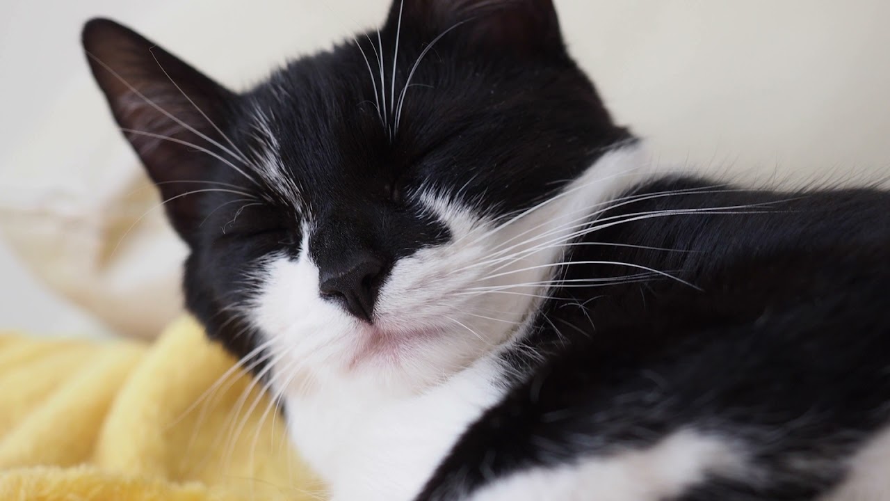 Shorty Sleeps